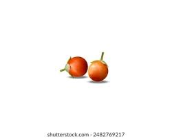 Image result for Hugonia elliptica