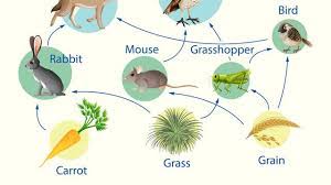 Check spelling or type a new query. Jenis Jenis Rantai Makanan Lengkap Beserta Penjelasan Dan Contohnya Ragam Bola Com
