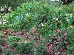Plantfiles Pictures Plumeria Dwarf Singapore White Plumeria Obtusa By Clare Ca Plumeria Plants Garden