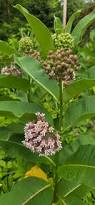 Image result for Asclepias aurea