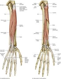 elbow forearm atlas of anatomy anatomy medical anatomy body anatomy