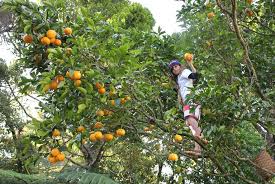 We also offer fruiting size trees that generally have at least a ¾ to 1 inch caliper, branched well and have reached the age to fruit. Grapefruit Pod Easy Edible Gardening