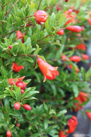 Image result for Punica granatum