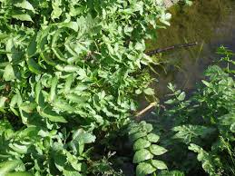 Image result for Afrosciadium