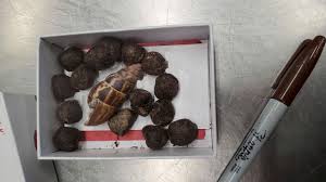 US Customs seize giraffe feces at Minnesota airport from woman who wanted  to make jewelry with it | Fox News