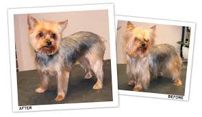 Yorkies are cute small toy dogs. Yorkie Short Trim Groomer To Groomer