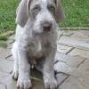 Vizslas or sometimes vizslak , based on the hungarian plural vizslák), is a dog breed originating in hungary. Https Encrypted Tbn0 Gstatic Com Images Q Tbn And9gcqfxwrlxo Ivxwmvqtn7hckm5czexq7wmkvlgfyi1iqnd0 Izyh Usqp Cau