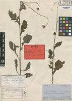 Image result for Crassocephalum rubens