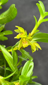 Image result for Microcoelia exilis