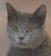 Because of this we ask that adopters are patient when requesting more information. Almost Home Animal Shelter Quinnesec Mi Cats Animals Animal Shelter Pets