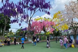 Make it easy with our tips on application. Taman Sakura Wisata Baru Di Purwakarta Untuk Libur Lebaran Ayo Bandung