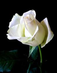 Obituary information for Lowell Lyndon Roark, Jr.