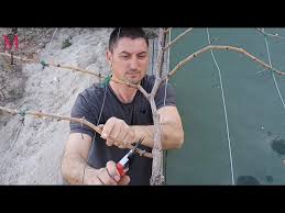 Image result for pruning grapes on a pergola
