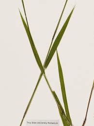 Image result for Panicum merkeri