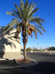 Located in cathedral city, ca, date palm country club is nestled in the southern california desert of coachella valley providing its residents with magnificent views from every angle. Xtremehorticulture Of The Desert Messy Palm Trees Are Females Sometimes
