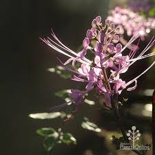 Image result for Orthosiphon