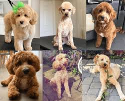 Goldendoodle haircut pictures | our doodle daisy got her first haircut today goldendoodles, 35 best goldendoodle haircuts images on pinterest goldendoodle haircuts golden doodles and, 20 best goldendoodle haircut pictures the paws, best 25 doodle. Best Labradoodle Haircuts Puppy Cut Teddy Bear Cut Etc We Love Doodles