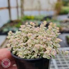 Image result for Crassula alsinoides