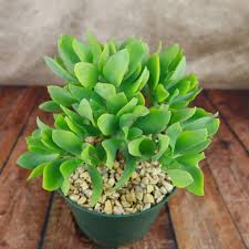 Image result for Crassula rhodesica