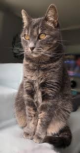 Pin By Annabelle Soudjaouma On Chats Cats Bengal Cat Bengal Cat Facts