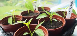 Maybe you would like to learn more about one of these? Growing Peppers From Sowing To Harvest