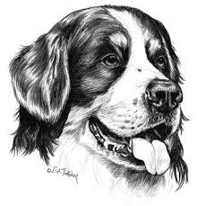 Pencil Drawings Of Bernese Mountain Dog Google Search Pinturas De Animais Caes Desenho