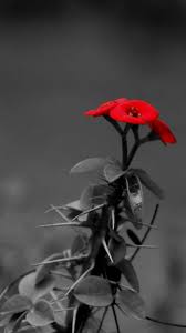 Download hd flower wallpapers to your android and iphone mobile phone and tablet. Black And Red Flower Wallpaper Phones Planet12sun Com Printables