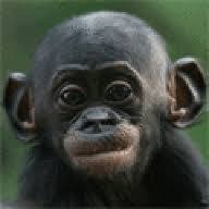 Headstand Hairlosstalk Forums