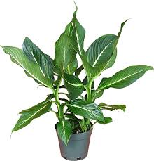 Dieffenbachia Sterling Indoor Garden Foliage Plants Foliage