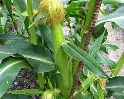 トウモロコシに発生する病気の種類と対策