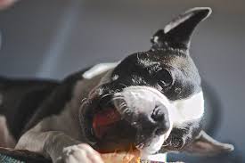 But active now.any treatment not to stuck in the intestine. The Dangers Of Rawhide Chews For Dogs Vet Approved Advice
