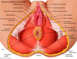 La vulvodinia, pur essendo una patologia frequente, può rimanere non diagnosticata e non curata va invece affermato con chiarezza che questa è una lettura obsoleta della patologia: Vulvodinia Cause Sintomi Terapie E Rimedi Pratici