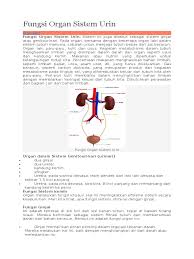 Mereka bekerja sangat erat dengan jantung, dan memberikan udara. Fungsi Organ Sistem Urin