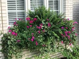 If you are looking for a plant with extremely colorful leaves that will do well in a shady window box, try planting caladiums in this space. Follow The Yellow Brick Home Planting Window Boxes With Shade Loving Plants Follow The Yellow Brick Home
