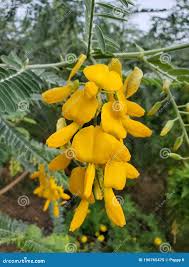 Image result for Sesbania tetraptera
