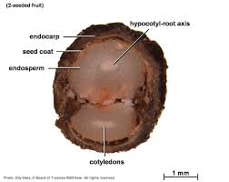 Image result for Psydrax livida