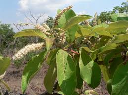 Image result for Terminalia mollis × stenostachya