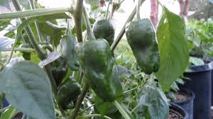 Padrón peppers are from the municipality of padrón in the province of a coruña, galicia, northwestern spain, since 2009 they have had european protected designation of origin under their other name of pimiento de herbón. Pimiento De Padron Chilli Seeds The Chilli Pepper Co