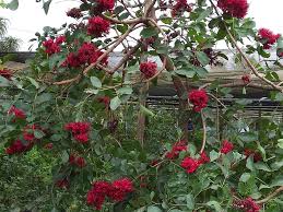 Image result for Schotia brachypetala