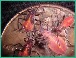 Boxelder bugs red and black weaver bug. Boxelder Bug Plant Pest Diagnostics