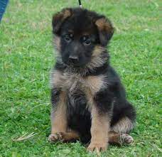 A donner chiot type berger allemand,d'une portée de 3 chiots. Chiot Berger Allemand A Donner Home Facebook