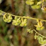 Image result for Cynoglossum amplifolium