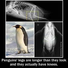 If you've ever seen a penguin, you'll know that they have really short legs. Penguin Have Knees Penguins Weird Facts Cute Animals