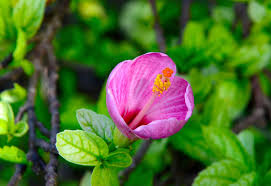 Image result for Hibiscus fuscus