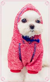 Pet Dog Clothes Pure Cotton Vest T Shirt Hoodie Chenery Teddy Baume Clothes Dog Clothes Diy Small Dog Sweaters Cute Dog Clothes