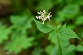 Image result for Ornithogalum flexuosum