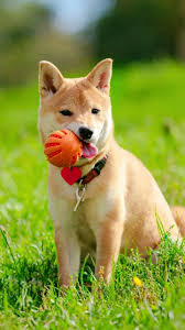 Pin By Ashu On Animals In 2020 Dog Foto Dog Best Friend Cute Animals