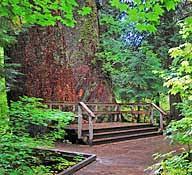 At that time, washington was a territory not a state and honest abe lincoln was president. Grove Of The Patriarchs Washington