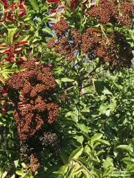 Image result for Galpinia transvaalica