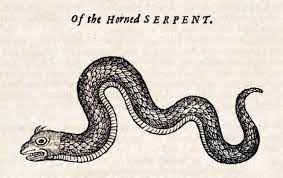 Horned Serpent 1658 Medieval Drawings Woodcut Snake Drawing